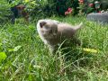 Британска късокосместа котка, снимка 9