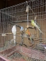 Продавам папагали, снимка 2
