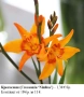 КРОКОСМИЯ (Crocosmia) - РАЗЛИЧНИ СОРТОВЕ (ЛУКОВИЦИ), снимка 6