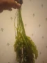 Растения Aponogeton Ulvaceus , снимка 2
