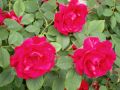 Катерлива роза - червена, снимка 1 - Градински цветя и растения - 45512893