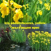 Продавам растения Жълт воден ирис, снимка 1 - Градински цветя и растения - 45382578