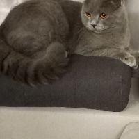 Клепоухи Британски късокосмести котенца, снимка 10 - Британска късокосместа - 45999387