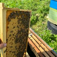 Продавам пчелни семейства и отводки , снимка 2 - За пчели - 45179835