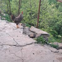 Svobodni petleta , снимка 4 - Кокошки и пуйки - 45312024