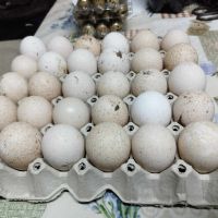 пуешки яйца, снимка 1 - За селскостопански - 45439948