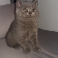 Продавам сини британски късокосмести котета, снимка 6 - Британска късокосместа - 45966062