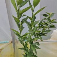 Плодородни мандарини Клементина, снимка 4 - Стайни растения - 14936745