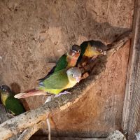 Работещи чифтове монашески папагали и пирури, снимка 1 - Папагали - 45808347