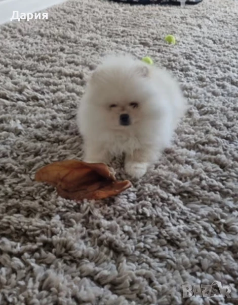 Померан , снимка 1