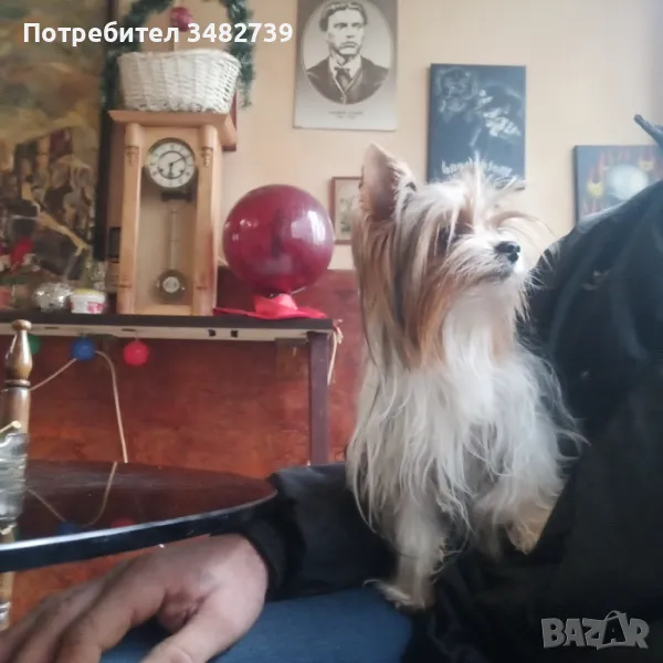 Biwer terrier , снимка 1