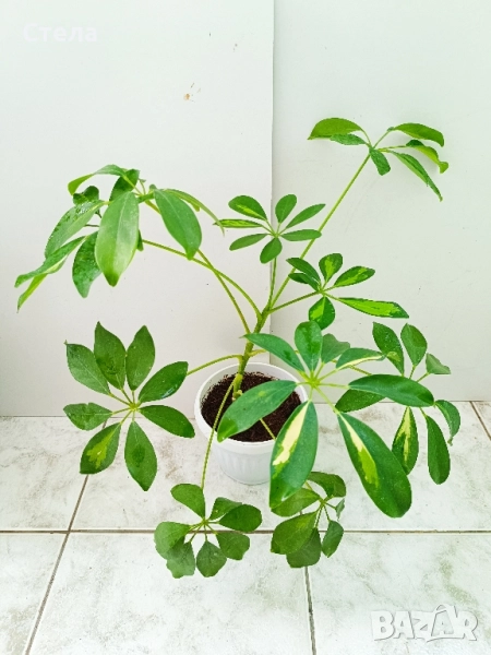 Шефлера, Бенджамин, Епипремнум, Хлорофитум и Бегония , снимка 1