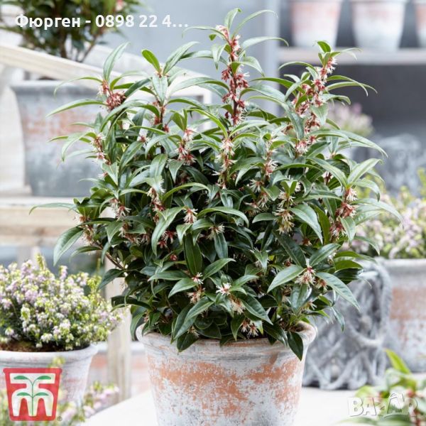 Саркокока ('Пурпурно стъбло') Sarcococca'Purple Stem' Вечнозелен и Силно Ароматен, снимка 1