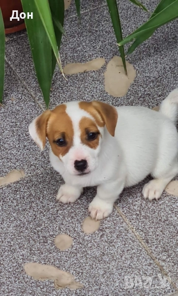 Джак Ръсел Териер 🐾💯, снимка 1