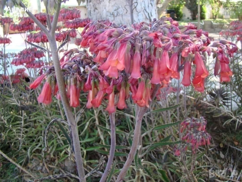 Лечебно каланхое майка на милиони , снимка 1