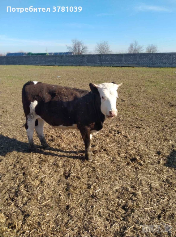 Продавам теле, снимка 1