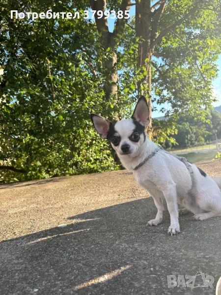 Мъжко чистокръвно чихуахуа за разплод от Шумен сме, снимка 1