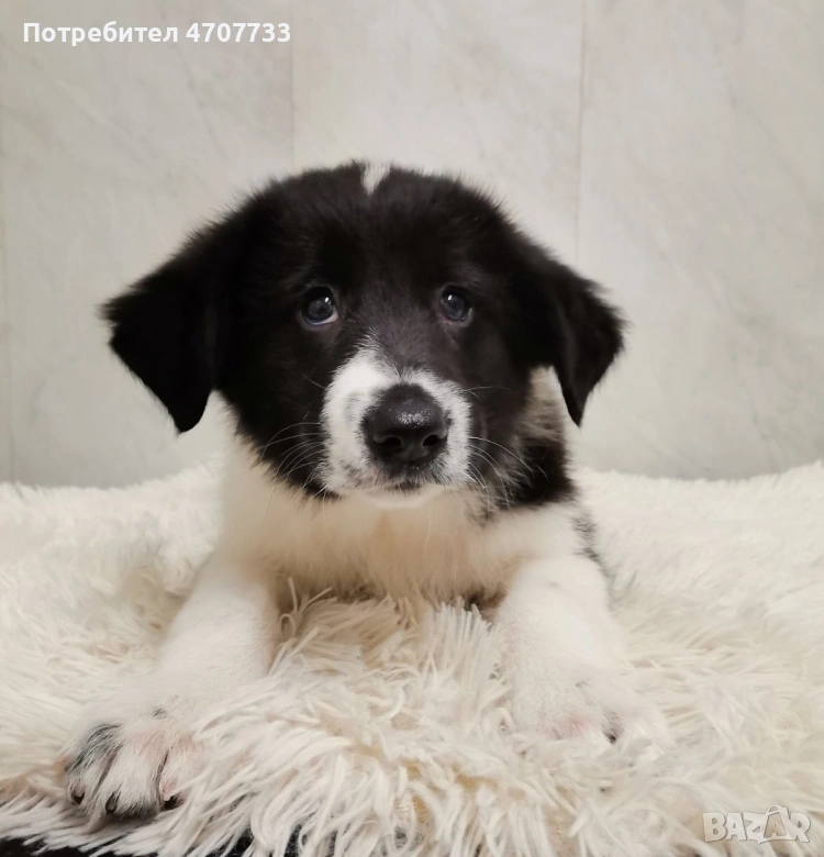 Това е идеалният домашен любимец за вас.

Той има четири крака и е лоялен спътник на хората.
, снимка 1