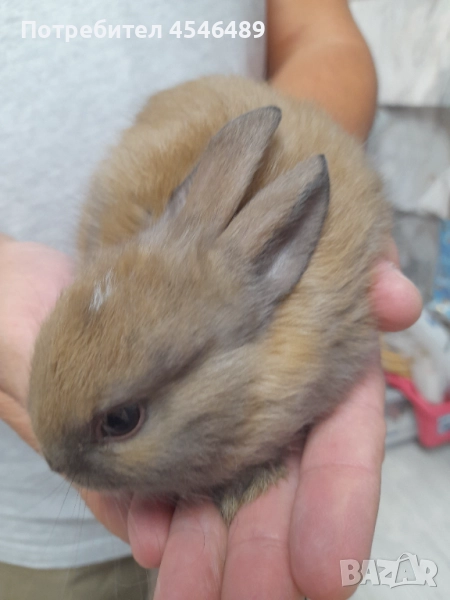 Декоративни зайчета , снимка 1