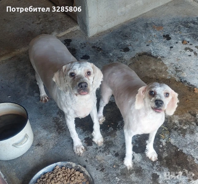 кучета, снимка 1