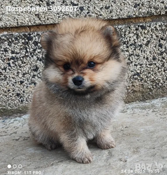 Померан момче , снимка 1