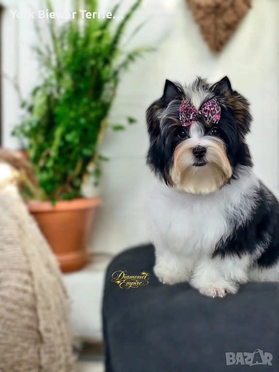 Йоркширски ТЕриер! Игрива кукличка с родословие за семейство с деца! Доставка , снимка 1