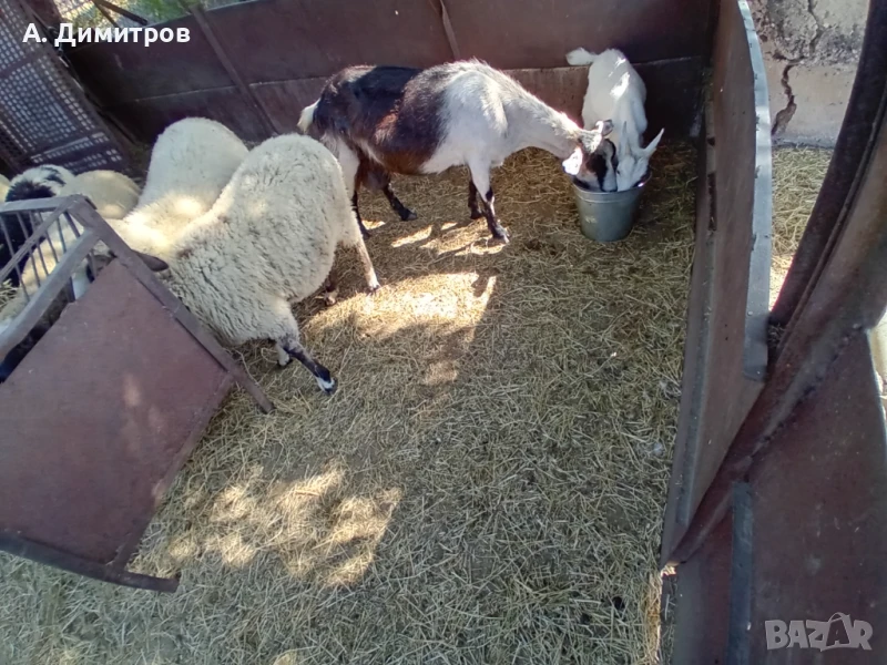 коза яре, снимка 1