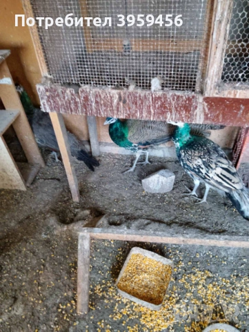 Пауни Арлекин, снимка 4 - други­ - 52382134