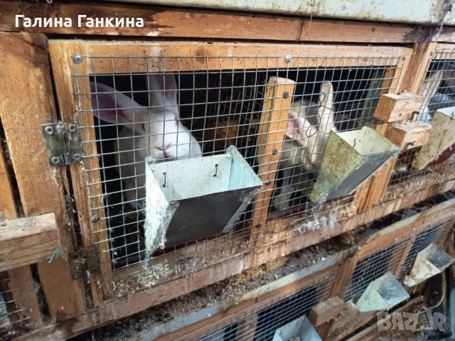 Зайци за Разплод , снимка 6 - Други - 52070055