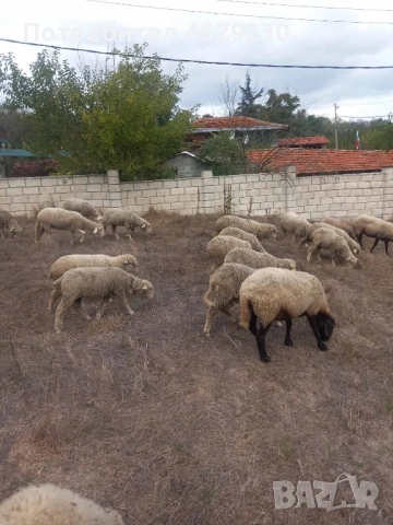 Североизточнобългарска тънкорунна 35 броя, снимка 4 - Овце - 52132645
