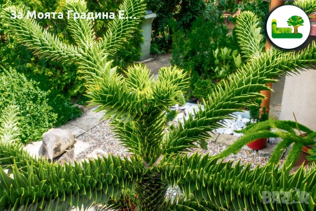 Араукария, снимка 2 - Градински цветя и растения - 53743750