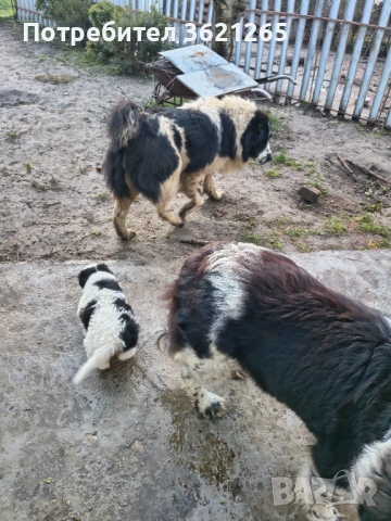 Каракачанско куче 