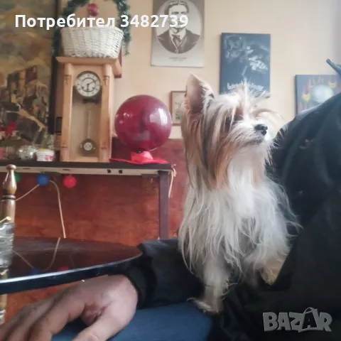 Biwer terrier , снимка 1 - Йоркширски териер - 48719669