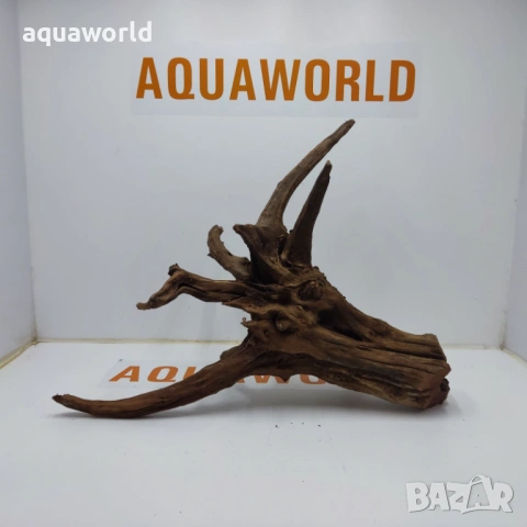 Мангров корен 1