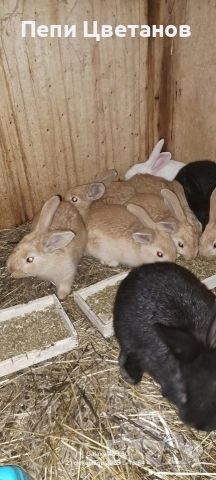 З А Й Ц И , снимка 4 - Други животни - 52951933