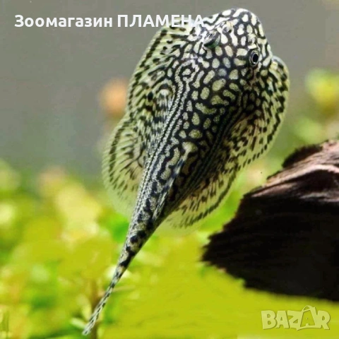 Ново зареждане на видове риби 