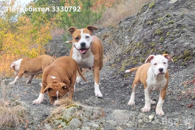 Женски американски стафордширски териер - елитни родители с родословие , снимка 6 - Американски стафордширски териер - 51258763