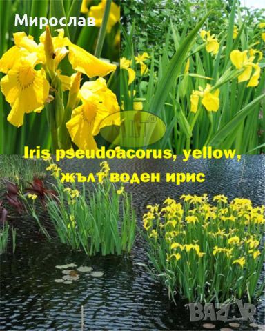 Продавам растения Жълт воден ирис, снимка 1 - Градински цветя и растения - 45382578