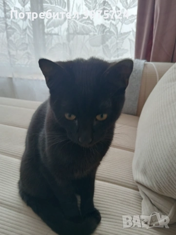 Подарявам женско коте 