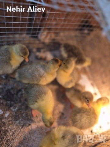 Продавам пилета и гъски, снимка 3 - Патици и гъски - 54177348