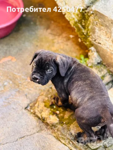 Cane Corso, снимка 4 - Кане корсо - 47892403