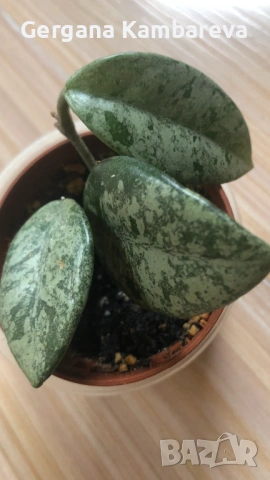 Hoya Wilbur Graves , снимка 2 - Стайни растения - 54009425