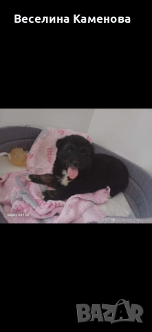 Подарявам кученце 