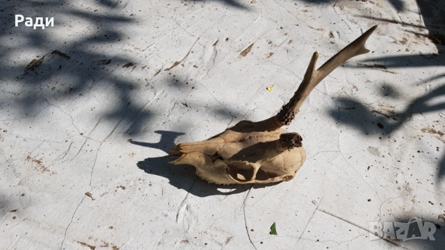 Продавам ловен трофей глава с рогата , снимка 9 - Екипировка - 27573164