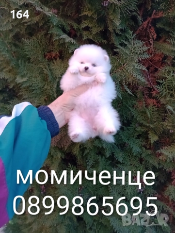 Бели женски Померани. Реални снимки от 15.12.25 г. , снимка 2 - Померан - 52697509