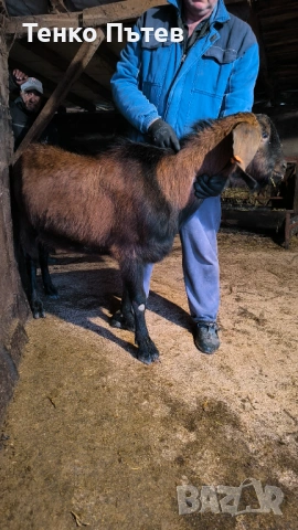 Свободен пръч за продан 