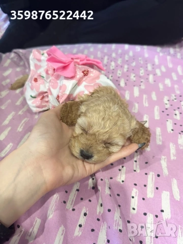 Кока-пу , снимка 2 - Пудели - 53474159