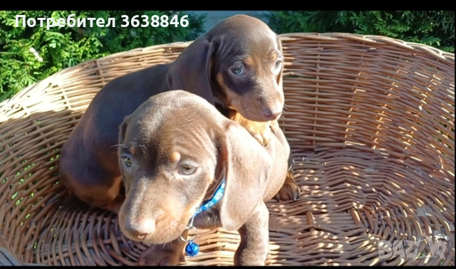 Мини дакел, снимка 2 - Дакели - 52310833