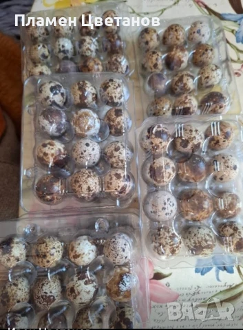 Оплодени пьдпьдьчи яйца , снимка 2 - други­ - 51181825