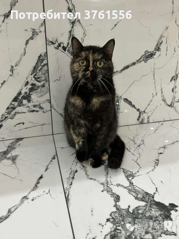 Британска късокосместа, снимка 3 - Британска късокосместа - 53438468